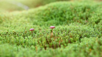 small forest mushrooms on green moss