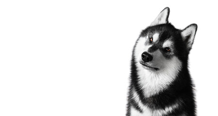 Portrait of the Siberian husky isolated on white background. © Susanna