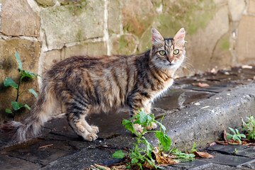 A cute multicolored cat with amazing eyes walks down the street. Abandoned pet concept.