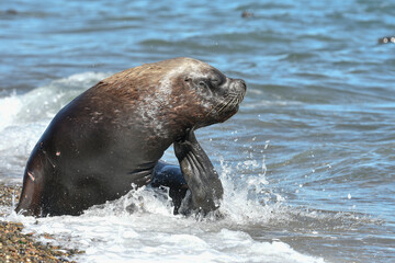 Male Sea Lion , Patagonia, Argentina