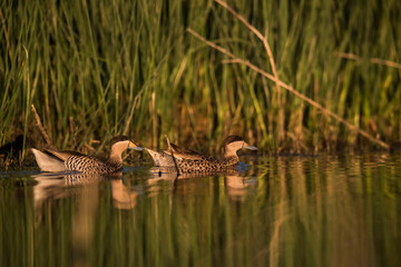 Silver Teal, Spatula versicolor, in lagoon environment, La Pampa, Argentina.