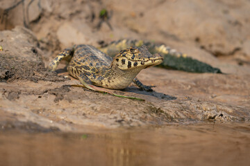 The yacare caiman (Caiman yacare)