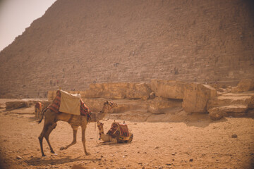 エジプトの世界遺産ギザ三大ピラミッドとラクダ