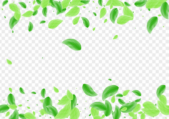 Light Green Leaf Background Transparent Vector. Foliage Flying Texture. Vitality Frame. Green Life Card. Vegetation Delicate.