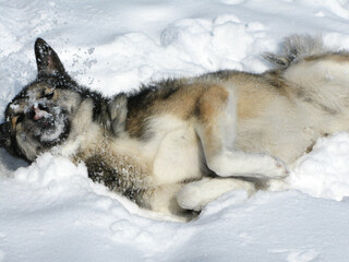 Dog in the snow