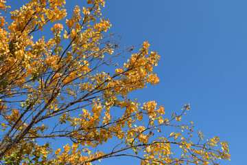 tree branch with yellow leaves against blue sky as autumn background