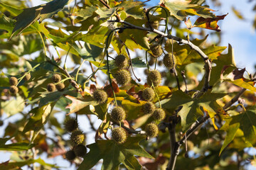 sycamore seeds and dried plane tree