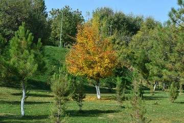natural landscape with a lonely yellow tree in the autumn park