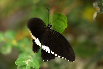 Beautiful colored big wild butterfly