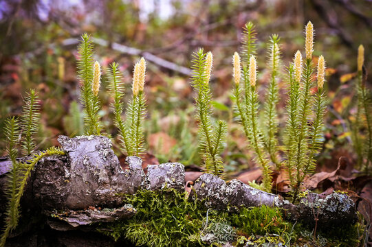 Close up view of Spinulum or Lycopodium annotinum, known as interrupted or stiff clubmoss, growing on the wet forest ground, is used in pharmacy, herbal medicine, dyeing industry, as a decoration.