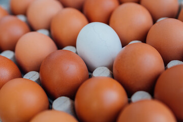 White Egg close up view in the eggs tray with a rows of brown color eggs. Personal individuality or leadership concept image.