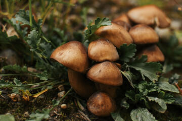 boletus edulis mushroom group on the forest floor ready to pick for mushroom hunters in the fall