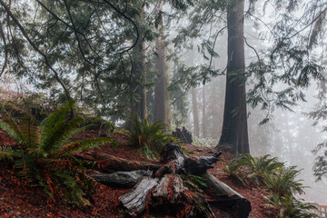 Winter Forest | Washington 