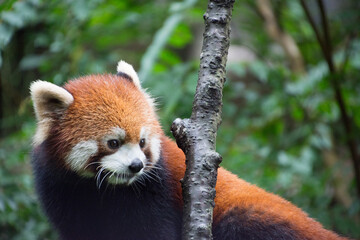 レッサーパンダ