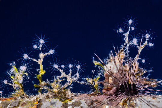 A collection of hydroids and an urchin underwater shot close up look like an underwater firework display