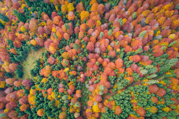 Aerial view of red and orange deciduous trees over forest in autumn