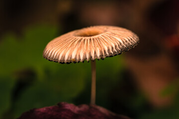 Mushroom in the autumn forest