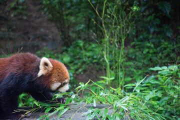 レッサーパンダ