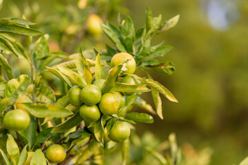 Satsuma orange fruit that began to ripe, on the tree