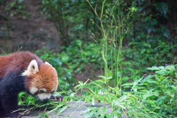 レッサーパンダ