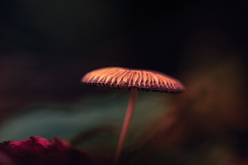 Mushroom in the autumn forest