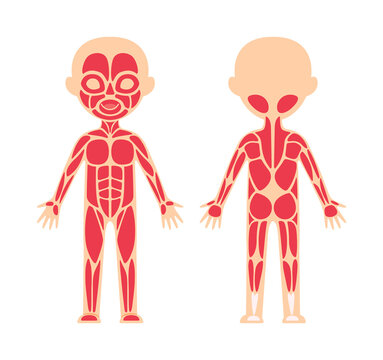 Human Muscular System. Scheme and Template for Anatomy, Biology Lesson. Front, Back View. Education for Little Children. Simple Flat Cartoon style. White background. Image for medical Design. Vector.