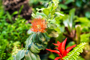 Beautiful red tropical flower surrounded by green leaves
