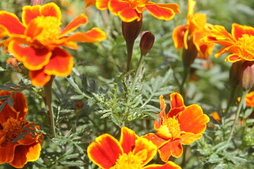 Detalle de varias Tagetes erecta.