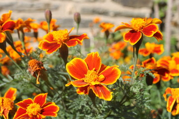 Detalle de varias Tagetes erecta.