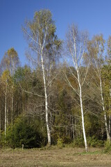 Empty birch trees under a blue sky on a sunny autumn day, Ludwigswinkel, Fischbach, Rhineland Palatinate, Germany
