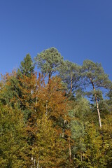 Autumn trees with colourful foliage under a blue sunny sky, Ludwigswinkel, Fischbach, Rhineland Palatinate, Germany
