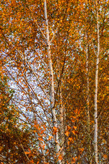 Colorful autumn forest and trees