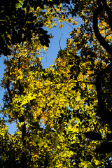 yellow tree