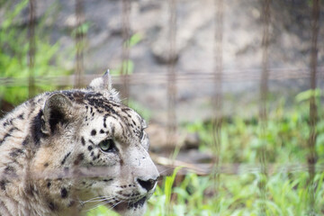 Obraz premium 雪豹