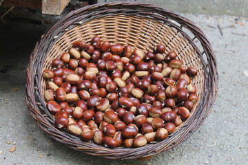Wicker basket full of chestnuts (Castanea sativa).