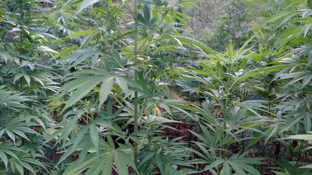 Medicinal Industry, Pharmacy, Field of hemp. Cannabis farm plantation.