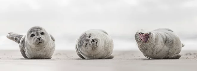 Foto op Plexiglas Drie kleine zeehonden op het strand © by-studio