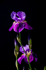 Sunlit violet iris on black background, isolated, closeup