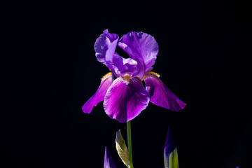 Sunlit violet iris on black background, isolated, closeup