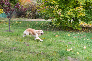 happy dog Golden Retriever runs and plays in the summer in nature
