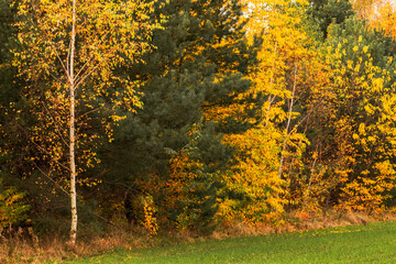 Obraz premium Colorful autumn forest and trees