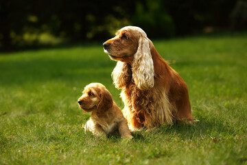 Small and cute red Cocker Spaniel puppy sitting with its mother in the green grass, morning sun.