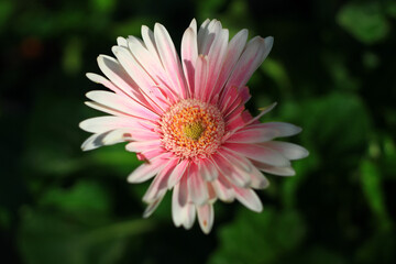 Obraz premium pink flower