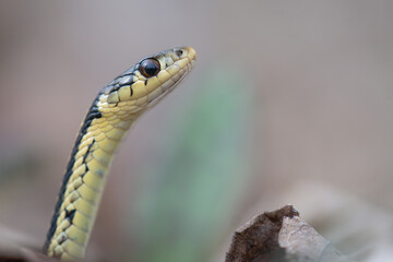 grass-snake