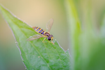 fly