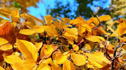 Close-up bright yellow leaves. Media. The beauty of the autumn forest. Slow motion and blurred background of autumn park