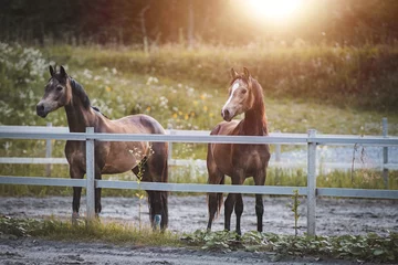 Fotobehang Pferde/Ponys auf der Koppel © Petra Fischer