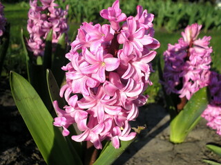 Beautiful flower in the garden for good colorful floral background