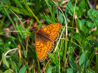 Selective focus shot of a Mother-of-pearl (Boloria eunomia) butterfly on a green plant. Forests of the Altai Mountains.