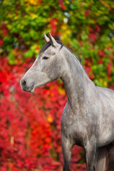 Obraz na płótnie Canvas Poortrait of a gray horse on a background of red leaves